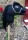 Hobby Horse Steckenpferd Black Handarbeit Unikat